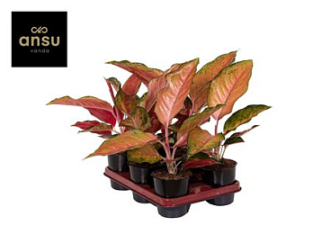 Aglaonema Sunray Green