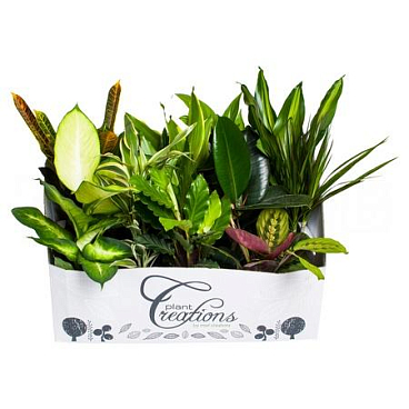 Плант Микс | Оптовая цветочная компания «Флора Групп» Плант Микс