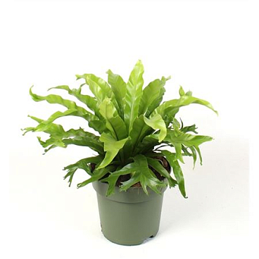 Asplenium Nidus Crissie