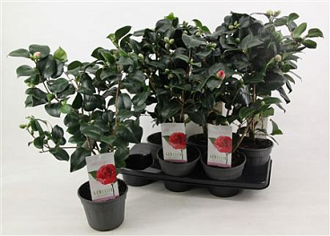 Camellia Jap Lady Campbell 15+