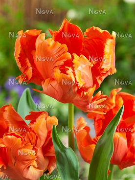 Тюльпан попугайный Флауэр Пауэр | Оптовая цветочная компания «Флора Групп» Тюльпан попугайный Флауэр Пауэр