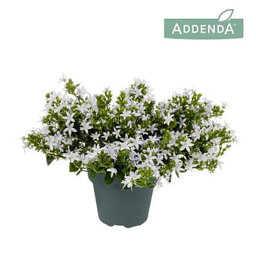 Campanula Adansa White