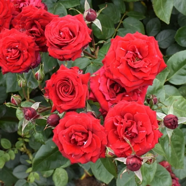 Роза флорибунда Никколо Паганини