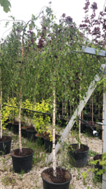 Береза повислая Юнги штамб 180