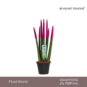 Sansevieria Velvet Pink