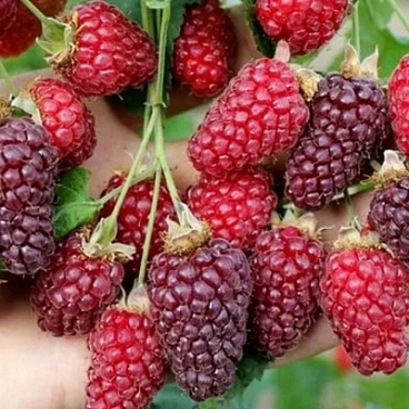 Ежемалина Дарроу в тубе