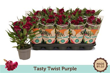 Celosia Tasty Twist Purple