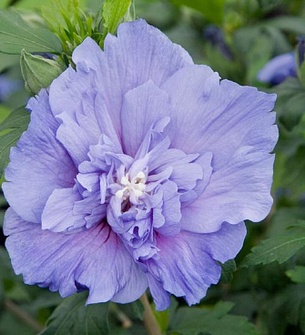 Гибискус сирийский Блю Чиффон в тубе