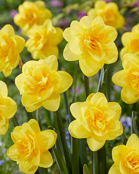 Нарцисс махровый Кракингтон