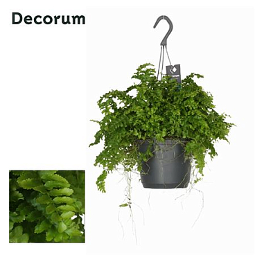 Nephrolepis Exaltata 'pom Pom'