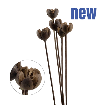 Яблоня домашняя Мелба