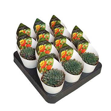 Echeveria Setosa Rundelli With Potcove