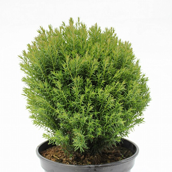 Туя западная Тедди