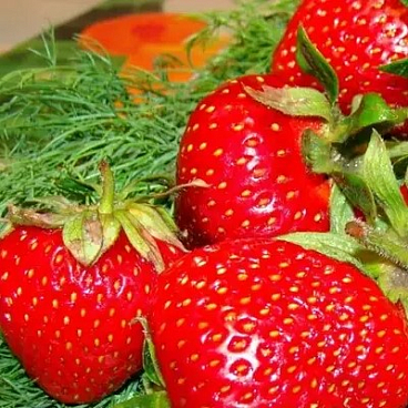 Земляника Вима Занта