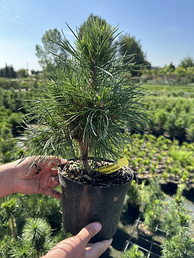 Сосна обыкновенная Глобоза Виридис