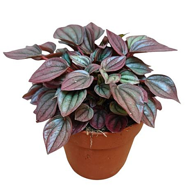 Peperomia Caperata Cayenne
