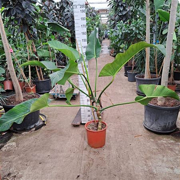 Philodendron Davidsonii