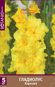 Гладиолус крупноцветковый Харизма