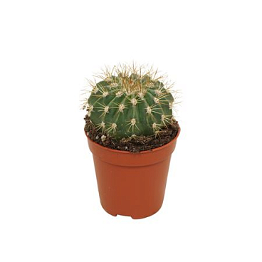 Melocactus Broadwayii
