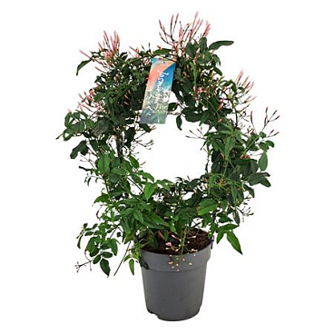 Jasminum Arch