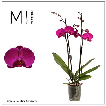 Phal 2st Midnight Rambler 16+ (mimesis)