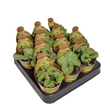 Euphorbia Horrida Crestata Potcover