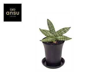 Sansevieria Inti Mini No. 5 In Sierpot