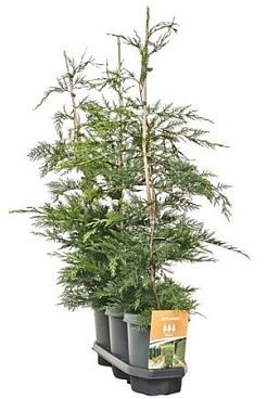 Cupressocyparis Leylandii (hedgeline)