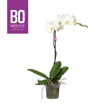 Фал 1-й Бо Кинг Уайт 9+ (опти)