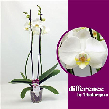 Phal 2st Notthingam 18+ (phalaenova)