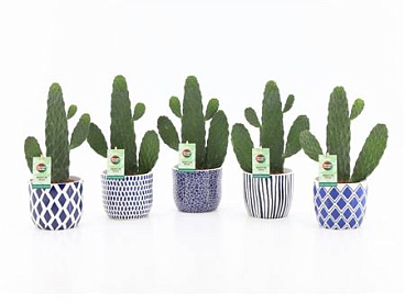 Opuntia Rubescens Consolea In Delft Blue Ceramic