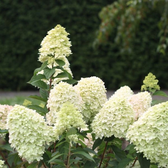 Гортензия метельчатая Меджикал Кэндл