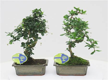 Bonsai Carmona Macrophylla, Without Drip