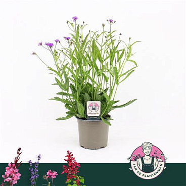 Verbena Rigida Lilac