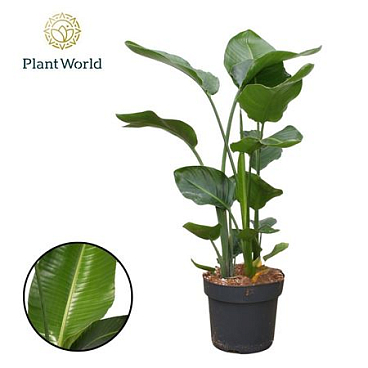 Strelitzia Nicolai 3pp 140-160cm