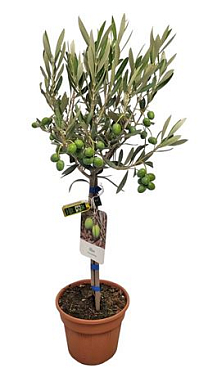 Olea Europaea On Stem With Fruit And Bottle
