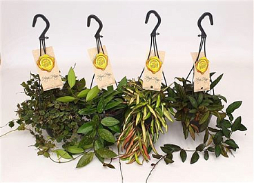 Hoya Mix Hanging