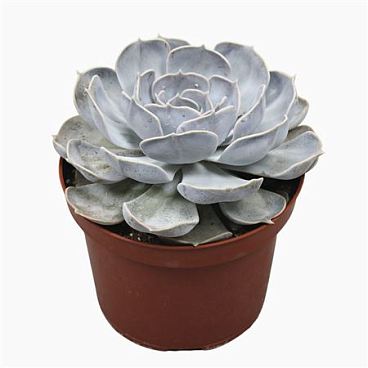 Echeveria Lila China 17 Cm