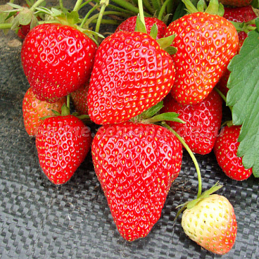 Земляника Вима Рина