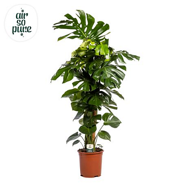 Monstera Deliciosa Mosspole