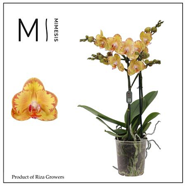 Phal 2st Limpopo 18+ (mimesis)