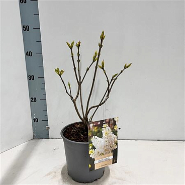 Syringa Vulg Mme Florent Stepman