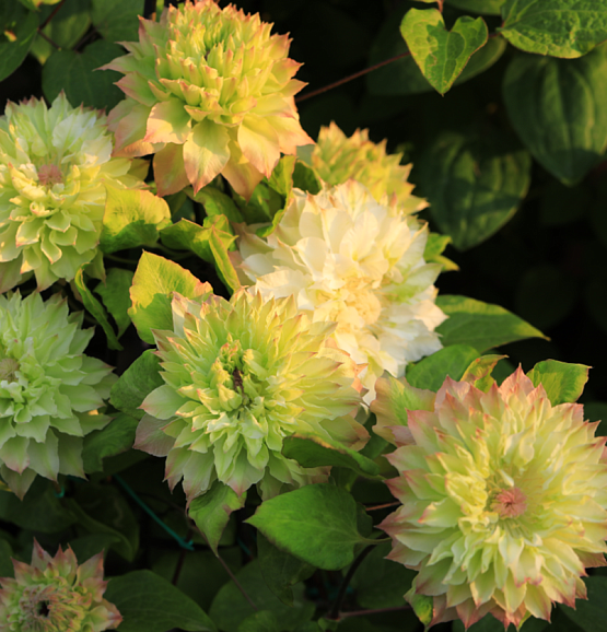 Клематис гибридный Мидори