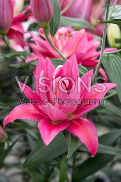 Лилия восточный махровый Твайфорд