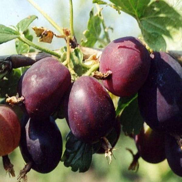 Крыжовник Сливовый (в тубе) | Оптовая цветочная компания «Флора Групп» Крыжовник Сливовый (в тубе)