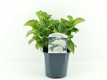 Hydrangea Ma White