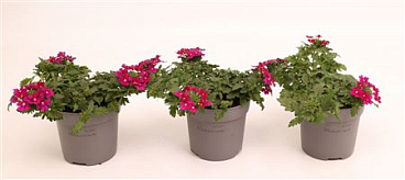 Verbena Drums Purple