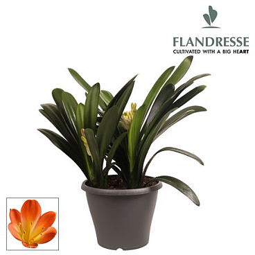 Clivia Strong Triple Orange