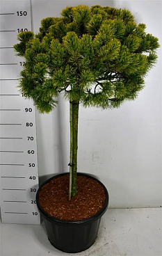 Сосна горная Карстен штамб 40