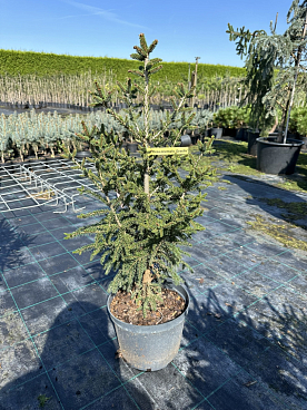 Ель восточная Грацилис